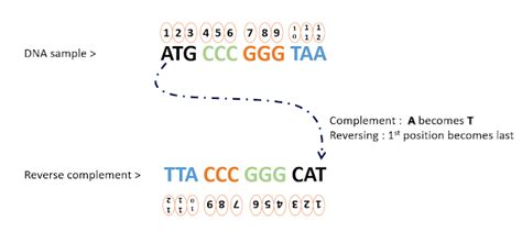 Shad Arf: How to make reverse complement of a DNA sequence