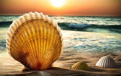 shells, And, Sand, , Beach, Sea, Water, Wave, Horizon, Sun, Sunset, Sky, Bokeh