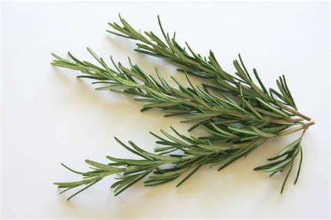 rosemary-sprig | Gypsy Magick and Lore