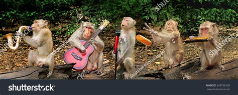 Four Monkeys Music Playing Stock Photo 243756238 : Shutterstock