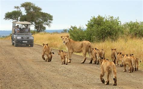 Wild Wings Safaris (Parque Nacional Kruger) - 2022 Qué saber antes de ir - Lo más comentado por ...