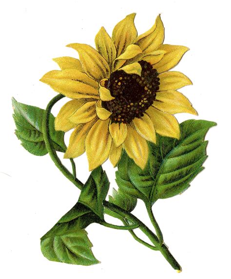 Sunflower Png - ClipArt Best