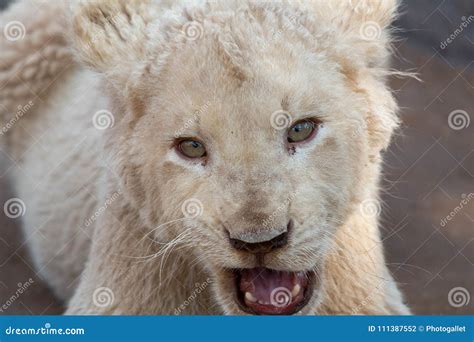 White lion cub stock photo. Image of kruger, africa - 111387552