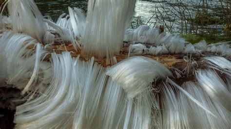 Watch: Surreal 'hair ice' grows from dead branch on frozen Washington morning | Fox Weather