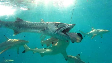 'Barry' the Barracuda vs. Shark ACTION! We had such an epic time in Cocos (Keeling)! This is the ...