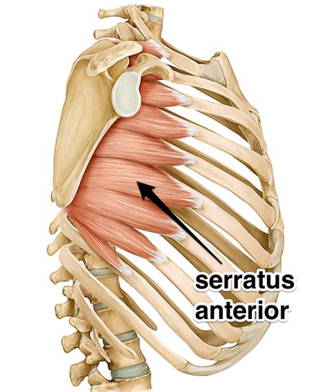 Serratus Anterior - Muscle of the Month at Yoganatomy.com | Yoga anatomy, Muscle anatomy, Body ...