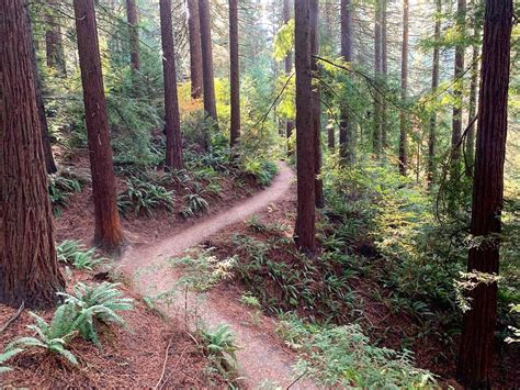 Forest Park: The urban hiking tour – Around Portland Tours