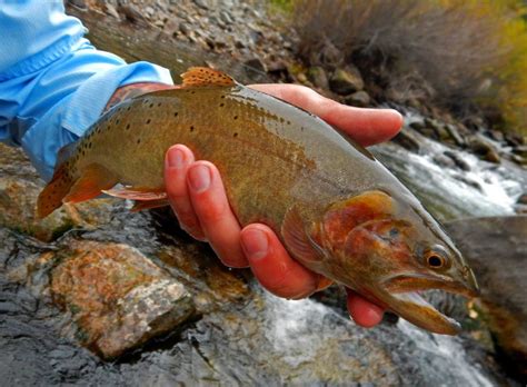 The Cutthroat Trout - Wild About Utah