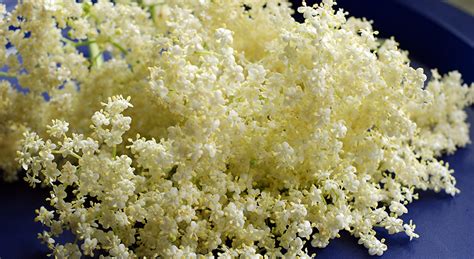 How to identify elderflower – Stay & Roam