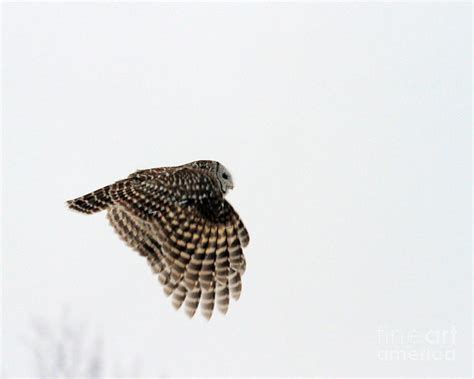 Barred Owl Flying Photograph by Lloyd Alexander