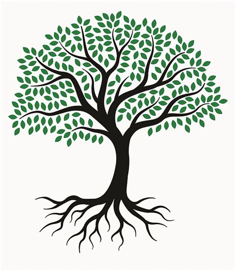 drawing-root-tree-sketch-simple-olive-tree-drawing copy | Temple Beth Zion