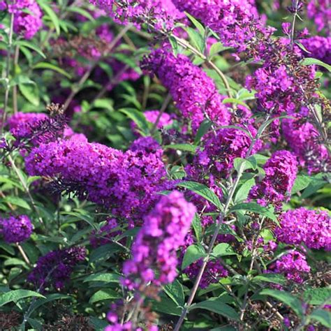 'Royal Red' Butterfly Bush - Grown By Overdevest