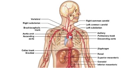 Peripheral Vascular System Quiz: Exam! | Attempts: 4694 - Trivia & Questions