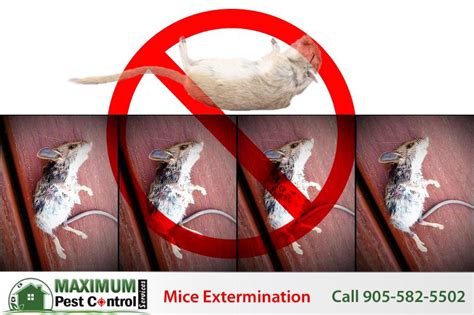 Mouse Exterminator Near Me (905) 582-5502 - Maximum Pest Control Services