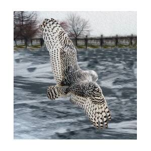 Snowy Owl wingspan Photograph by Tracy Winter - Pixels