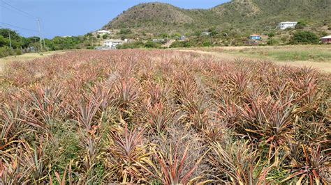 The Antigua Black Pineapple remains a priority - Antigua News Room