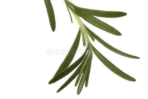 Fresh Rosemary Leaves stock image. Image of perennial - 6086931