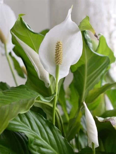 How to Grow and Care for Peace Lily Plants – Complete Guide - Planet ...