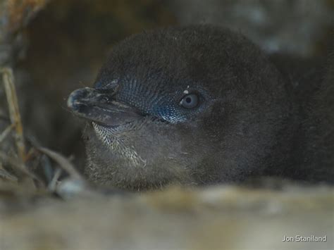 "Baby Fairy Penguin" by Jon Staniland | Redbubble