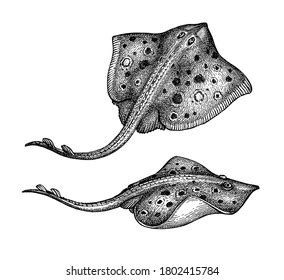 Stingray Ink Sketch Seafood Hand Drawn Stock Vector (Royalty Free) 1802415784 | Shutterstock