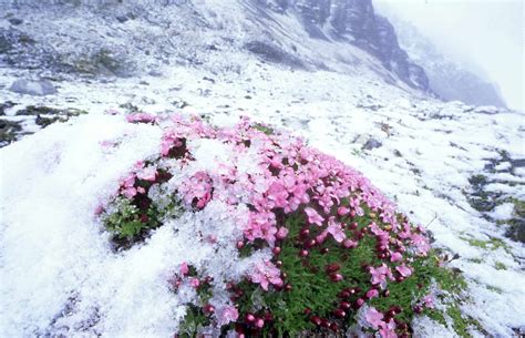 Types Of Flowers In The Arctic Tundra | Best Flower Site