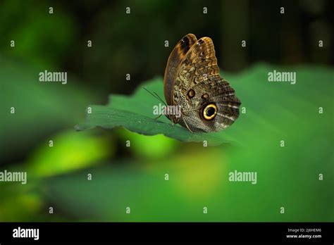 Beautiful butterfly Blue Morpho, Morpho peleides, in habitat, with dark ...