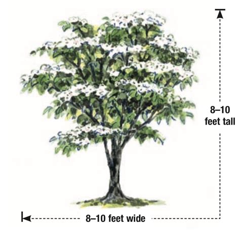 Kennen Ultimate: Small Flowering Trees Zone 5 / 7 Dwarf Trees Zone 5 Ideas Dwarf Trees Garden ...