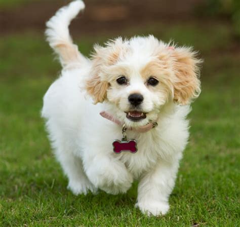 Cavachon Dog Breed Information | Purina