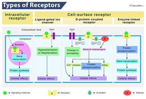 Different Types of Cell Receptors