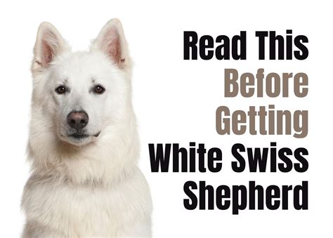 What to Think About Before Getting a White Swiss Shepherd Puppy