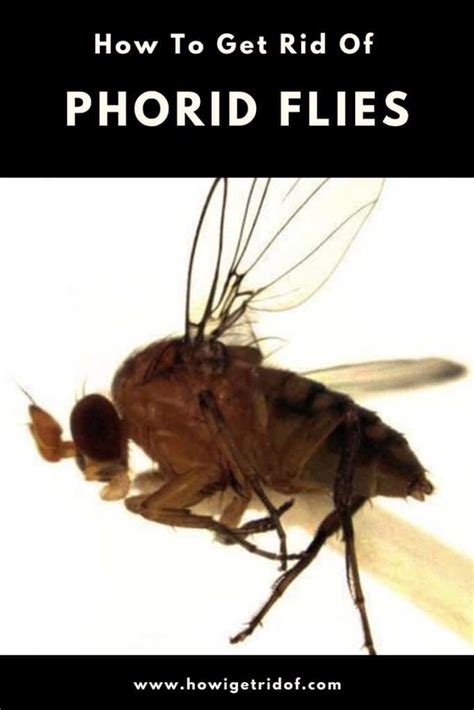 How To Get Rid Of Phorid Flies - How I Get Rid Of