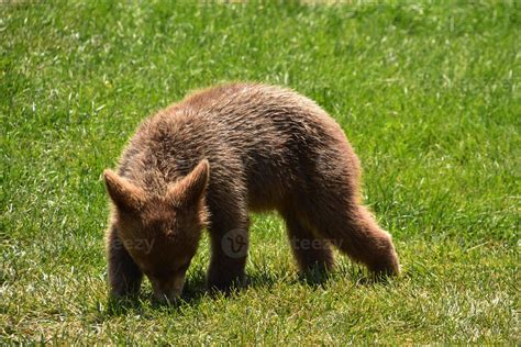 Wild Baby Brown Black Bear Cub Playing 10336058 Stock Photo at Vecteezy