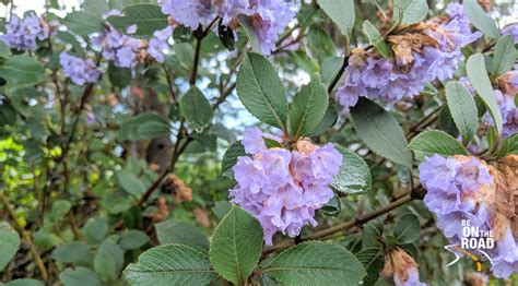 The Beauty of the Rare Neelakurinji Flower in Pictures - Be On The Road | Live your Travel Dream!