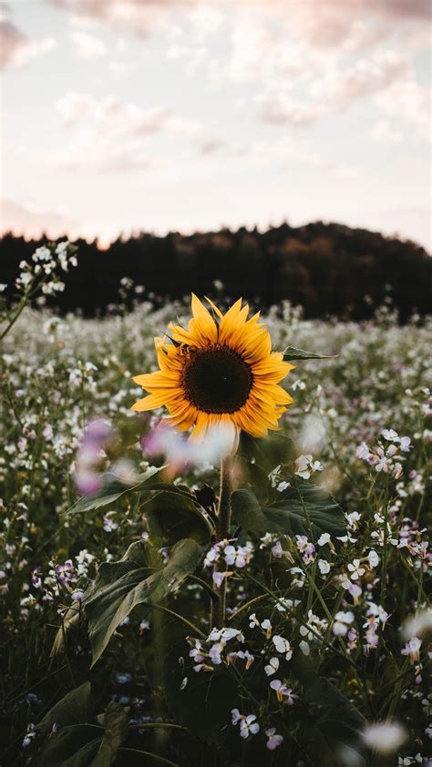 Aesthetic Sunflower Field Wallpapers - Wallpaper Cave