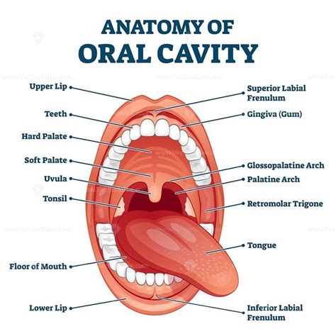 Oral cavity anatomy with educational labeled structure vector illustration