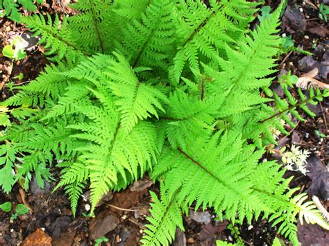 Producers - The Decidous Forest Biome