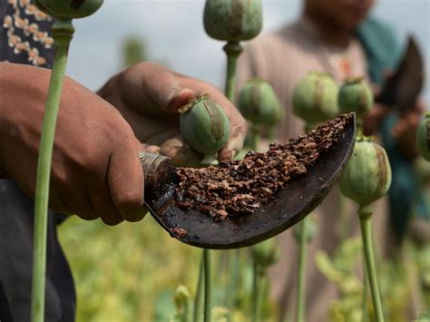 Afghanistan Opium Production Rises for a Fifth Year, UN Report Says ...