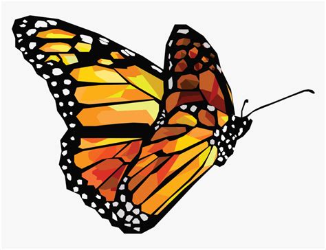 Transparent Butterfly Vector Png - Butterfly Vector Png, Png Download , Transparent Png Image ...