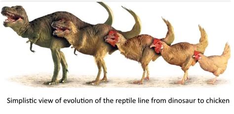 Chicken Evolution - Self Sufficient Culture