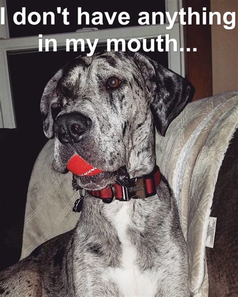 I don’t have anything in my mouth… | Dog memes, Great dane dogs, Dane dog