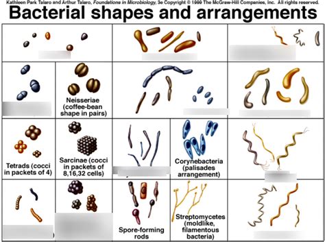 Bacterial shapes and arrangements Diagram | Quizlet