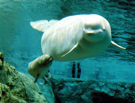 Baby Beluga Whale Born At SeaWorld In San Antonio | iHeart