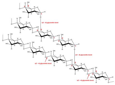 Oligosaccharides: Amylopectin, Amylose, Cellulose, Chitin