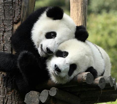 Pin by margit hendriks on dieren | Panda bear, Cute panda, Panda love