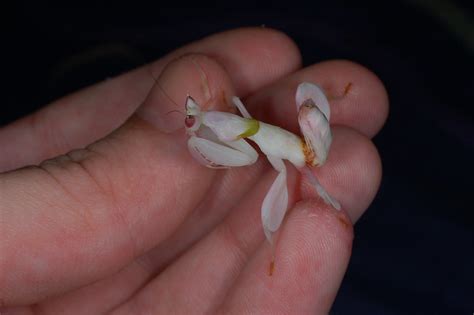 Hymenopus coronatus - Orchid mantis | Chameleon Forums