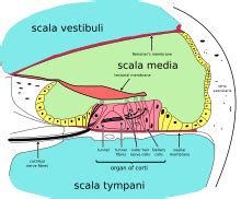 membrane basilaire. Structure, Fonction, endolymphe périlymphe-séparation