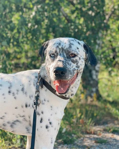 Dalmatian Husky Mix: Meet The Dalusky