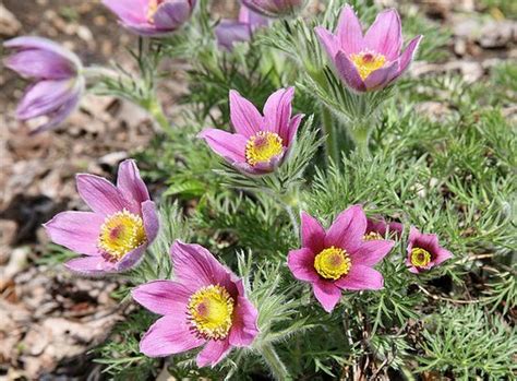 Pulsatilla Plant Growing & Care Guide for Gardeners