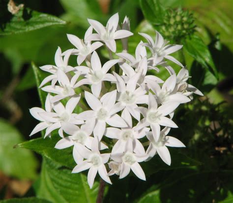 My Dry Tropics Garden: Today's Flower ... Pentas lanceolata.