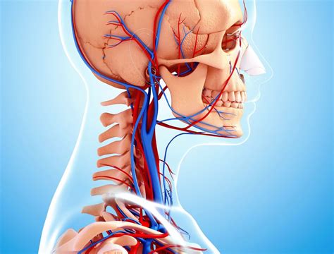 External Jugular Vein: Anatomy, Function, and Significance